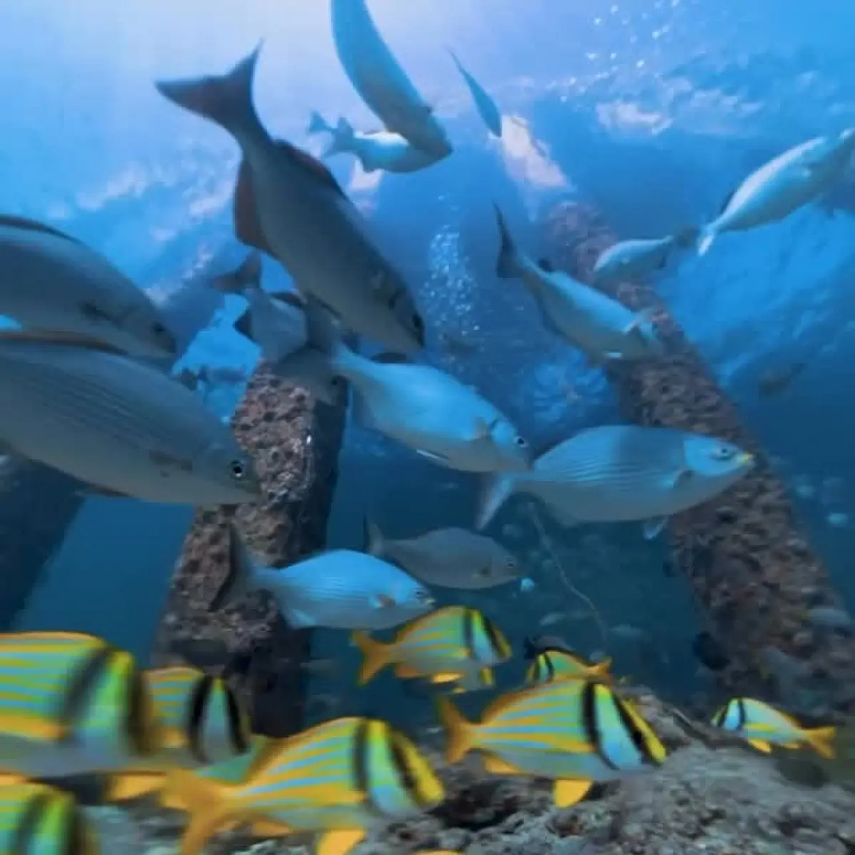 Dania Beach Pier Camera Drop: Fish Frenzy_image